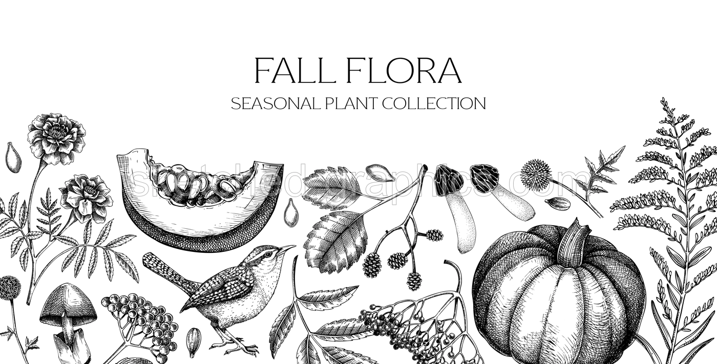 Hand-drawn autumn background. Fall leaves, pumpkins, berries, mushrooms sketches. Vintage botanical banner design. Vector illustration NOT AI generated Illustration